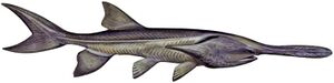 Paddlefish (white background).jpg