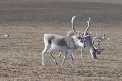 Peary caribou - Bathurst Island.jpg