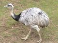 American Rhea