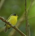 Gray-headed tody-flycatcher