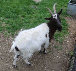 Bagot goat Staunton Park.JPG