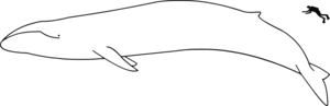 Blue whale size.svg