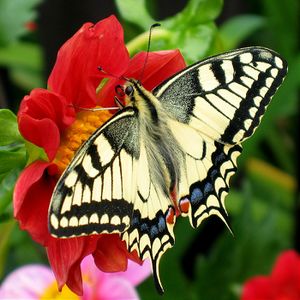 Fesoj - Papilio machaon (by).jpg