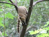 A Magellanic Penguin (Patagonic Region) and a coati (Mesopotamic Region).