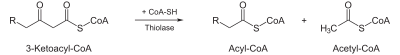 Beta-Oxidation4.svg