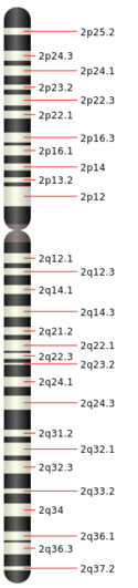 Chromosome 2.svg