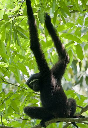 Gibbon in a tree.