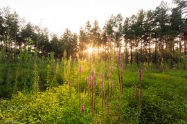 Hyrcanian Forests (119334589).jpeg