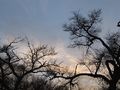Silhouette of Trees, (2011) Mission Trails Regional Park, سان ديگو، كاليفورنيا، الولايات المتحدة