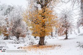 Caspian Hyrcanian Mixed Forests in Northern Iran 22.jpg