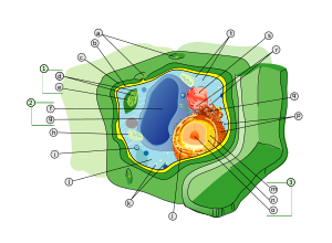 Plant cell structure svg labels.svg