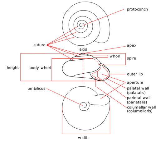 Zonitoides nitidus drawing en.svg
