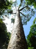 Agathis microstachya Bull Kauri.jpg