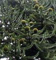 Araucaria araucana with seed cones