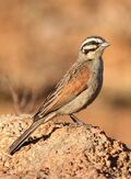 Cape Bunting, Emberiza capensis at Suikerbosrand Nature Reserve, Gauteng, South Africa.jpg