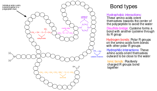 Tertiary Structure of a Protein
