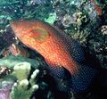 Coral grouper (Cephalopholis miniata)