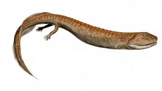 Crassigyrinus was a carnivorous stem-tetrapod from the early Carboniferous of Scotland.