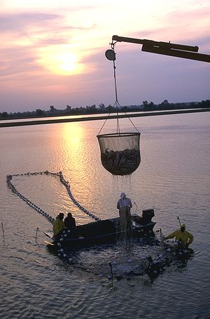 Photo of dripping, cup-shaped net, approximately 6 أقدام (1.8 m) in diameter and equally tall, half full of fish, suspended from crane boom, with 4 workers on and around larger, ring-shaped structure in water