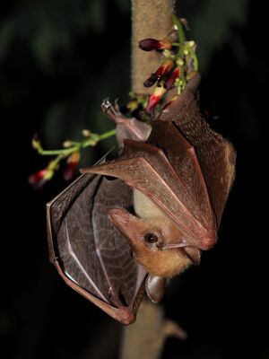 A small, yellowish brown bat clings upside down to a branch with one foot. Its wings are slightly spread and it has a narrow snout.