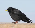 Yellow-billed Chough (Pyrrhocorax graculus) - Flickr - Lip Kee.jpg