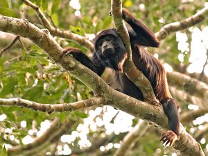 Alouatta discolor.jpg