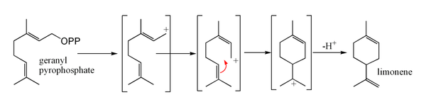 LimoneneBiosynthesis.png