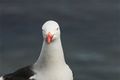 Dolphin Gull at Ushuaia, Tierra del Fuego