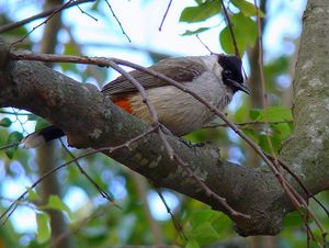 Sooty-headed Bulbul.jpg