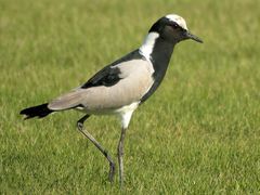 Vanellus armatus (taxobox).jpg