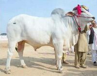 Bhagnari-bull.jpg