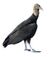 Black Vulture RWD2013A white background.jpg