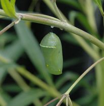 Monarch butterfly chrysalis.