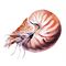 Nautilus - Ekaterina Tutynina 2.jpg
