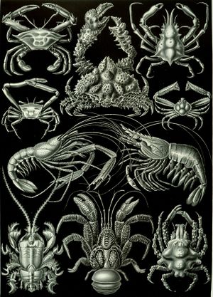 Haeckel Decapoda.jpg