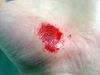 Hand Abrasion - 32 minutes after injury.JPG