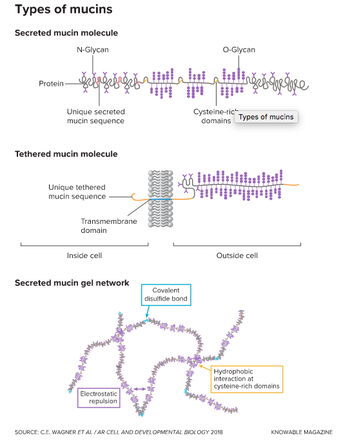 أنواع الموسين.png
