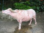 Albino-Water-Buffalo-Rantepao.jpg