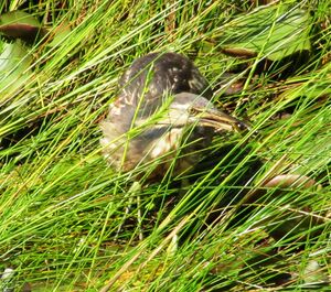 American Bittern Seney NWR 3.jpg
