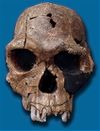 Homo habilis-KNM ER 1813.jpg