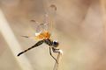 Monard's dropwing (Trithemis monardi), Okavango Delta, Botswana