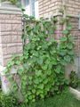Morning glory vine climbing