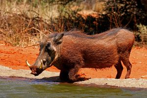 Common warthog (Phacochoerus africanus) male.jpg