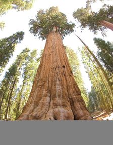 General Sherman tree looking up.jpg