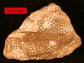 The heliolitid coral Protaraea richmondensis encrusting a gastropod; Cincinnatian (Upper Ordovician) of southeastern Indiana