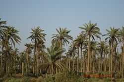 النخيل في ناحية الشوملي