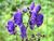 Aconitum napellus JPG1a.jpg