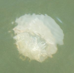 صورة لقنديل بحر كامل.