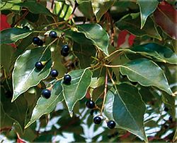 ج ـ الثمار والأوراق.jpg