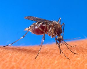 Close-up photograph of an Aedes aegypti mosquito biting human skin